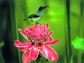 COSTA RICA
