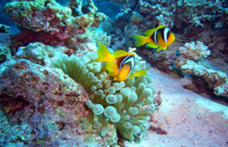 Combin� Les Seychelles