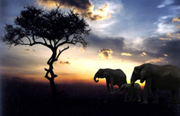 AFRIQUE DU SUD