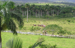 Circuit en Martinique